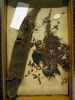 historical herbarium sample